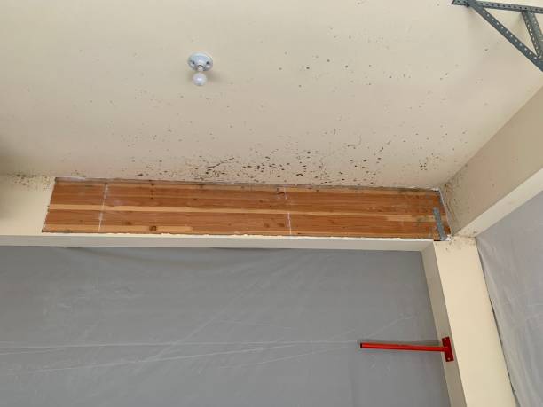 Best Black Mold Removal  in Kemp, TX