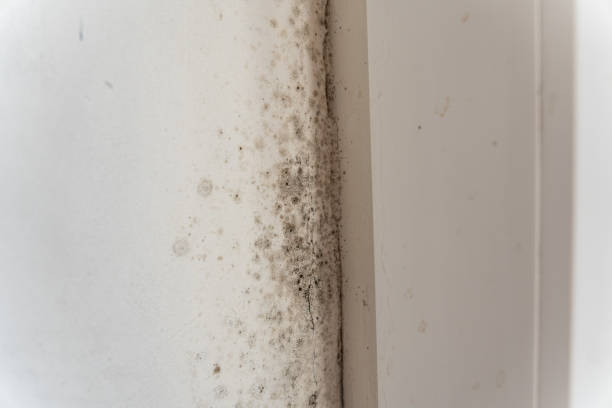Best Mold Removal for HVAC Installations  in Kemp, TX